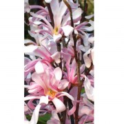 Magnolia loebneri Leonard Messel / Leonard Messel liliomfa